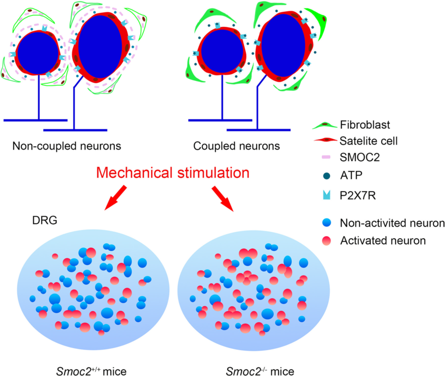 Fibroblastic SMOC2 Suppresses Mechanical Nociception by Inhibiting Coupled Activ