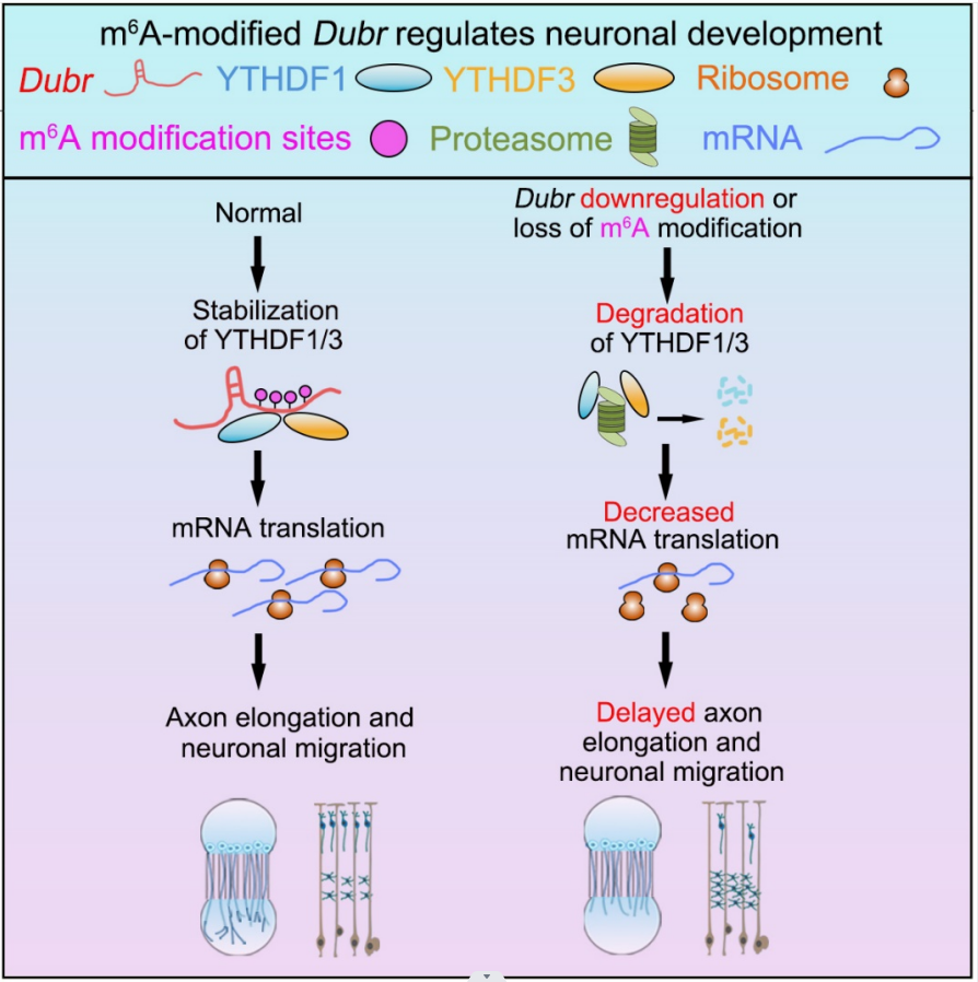 m6A-modified lincRNA Dubr is required for neuronal development by stabilizing YT