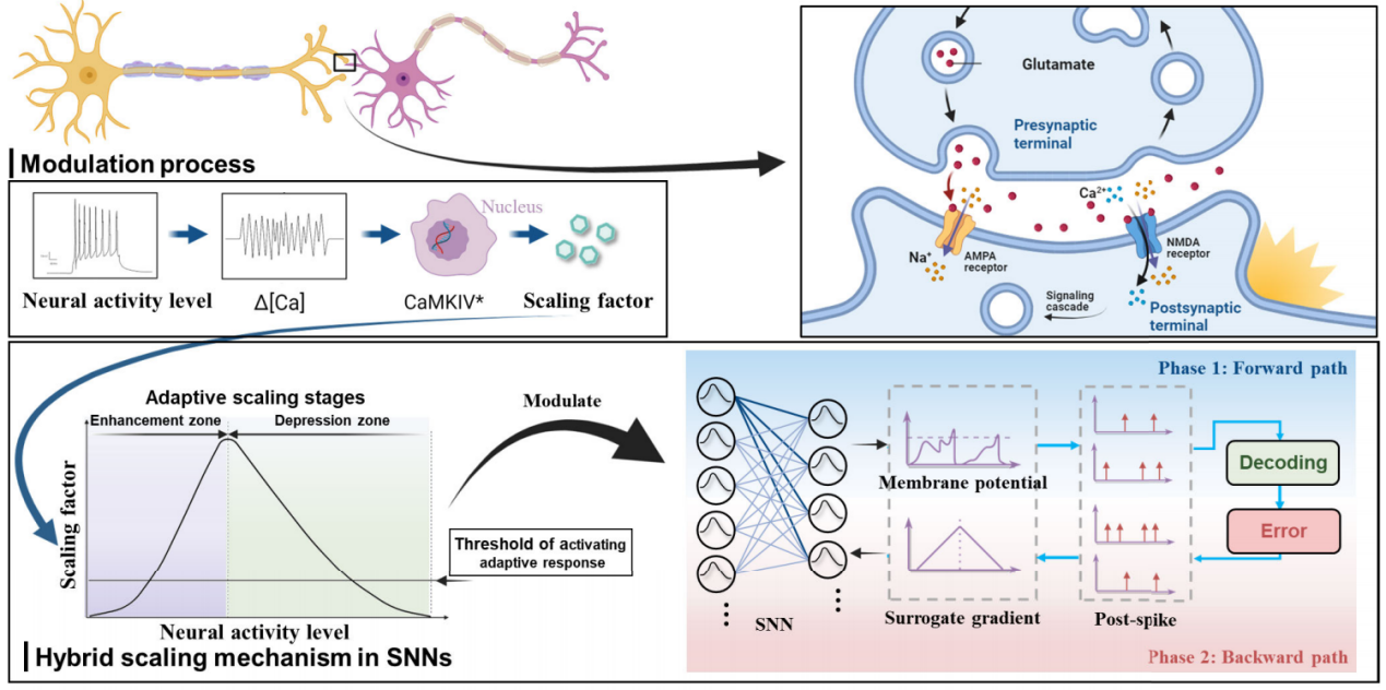 广东省智能院类脑计算理论与器件研究团队提出脉冲神经网络自适应突触缩放算法